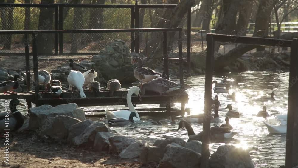 a Variety of Water Birds on Shore of Pond Swimming in Water a Variety of Water Birds on Shore of Pond Swimming in Water