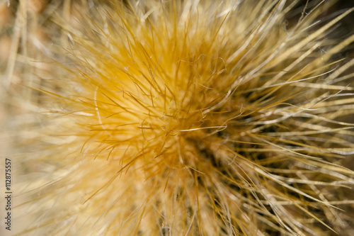 Close-up of Cactus