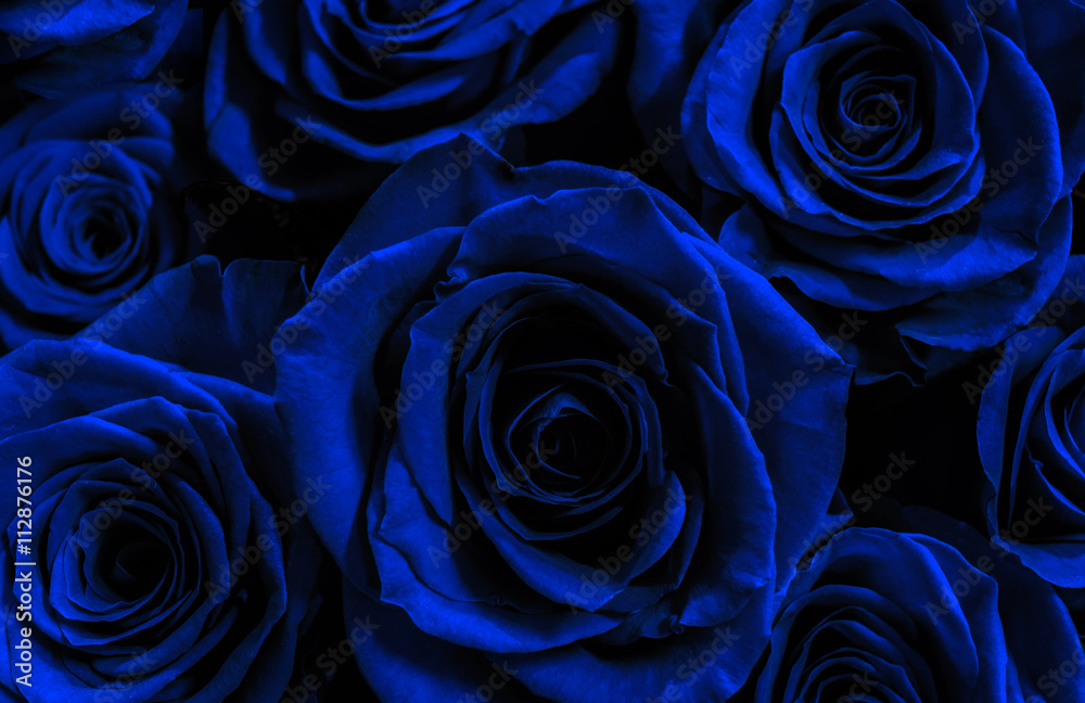 Obraz premium ciemnoniebieskie róże na białym tle na czarnym tle. kartkę z życzeniami wi