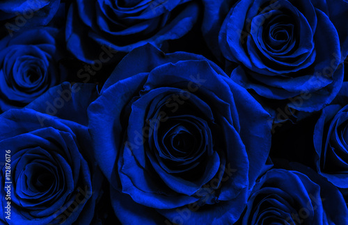dark blue roses isolated on a black background. greeting card wi