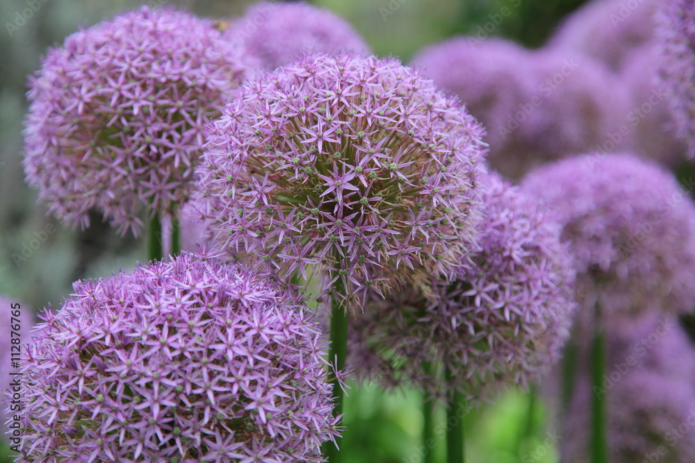 Allium (Allium Giganteum) in full flower growing in the garden Allium (Allium Giganteum) in full flower growing in the garden