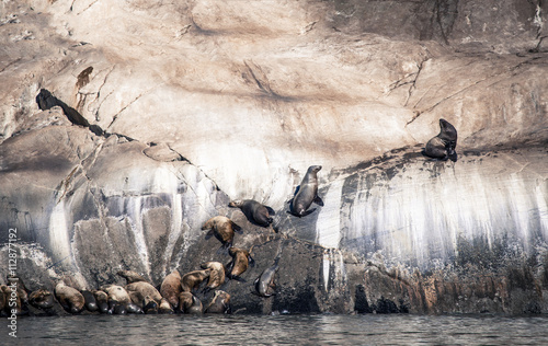 Alaskan sea lions photo