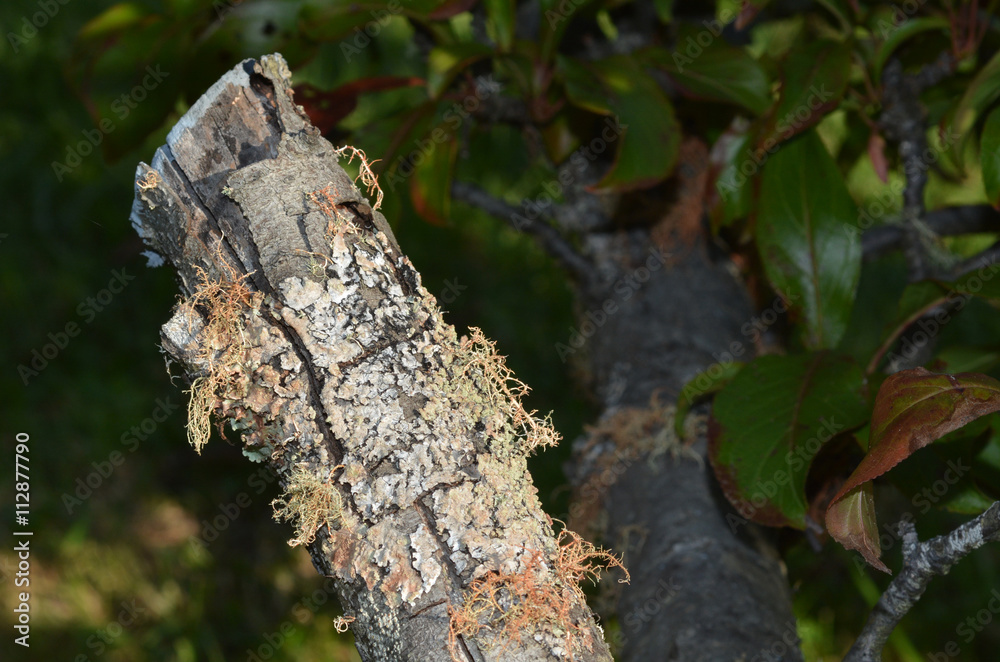 Obraz premium Lichen covering Peach tree