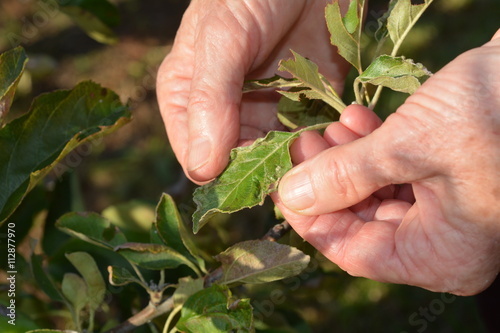 Damage to a garden plant from a water loss and leaf curl virus