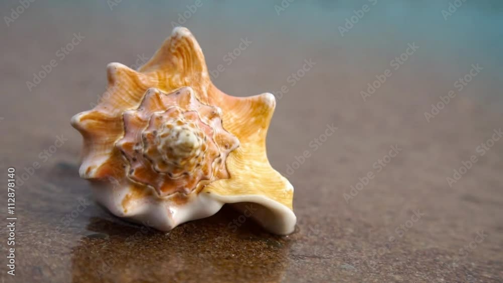 Conch shell on sand beach
