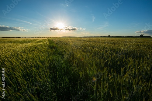 Beautiful summer field with green cereal