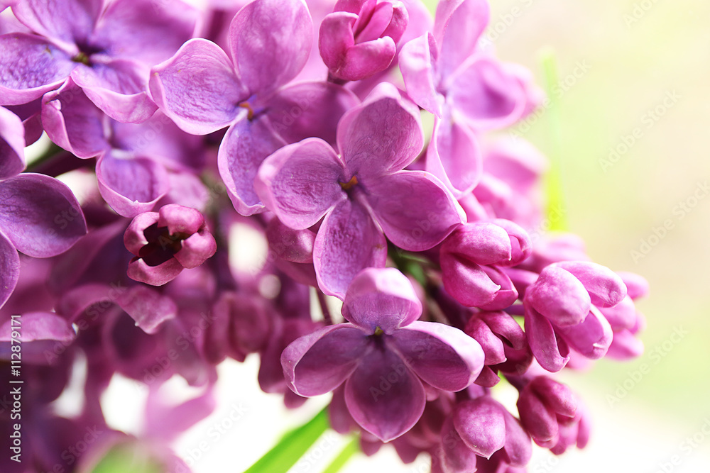 Branches of fresh lilac, closeup Branches of fresh lilac, closeup