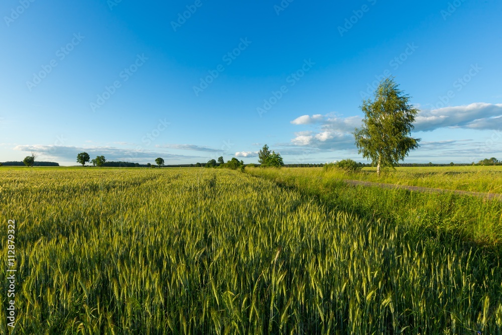 Beautiful summer field with green cereal
