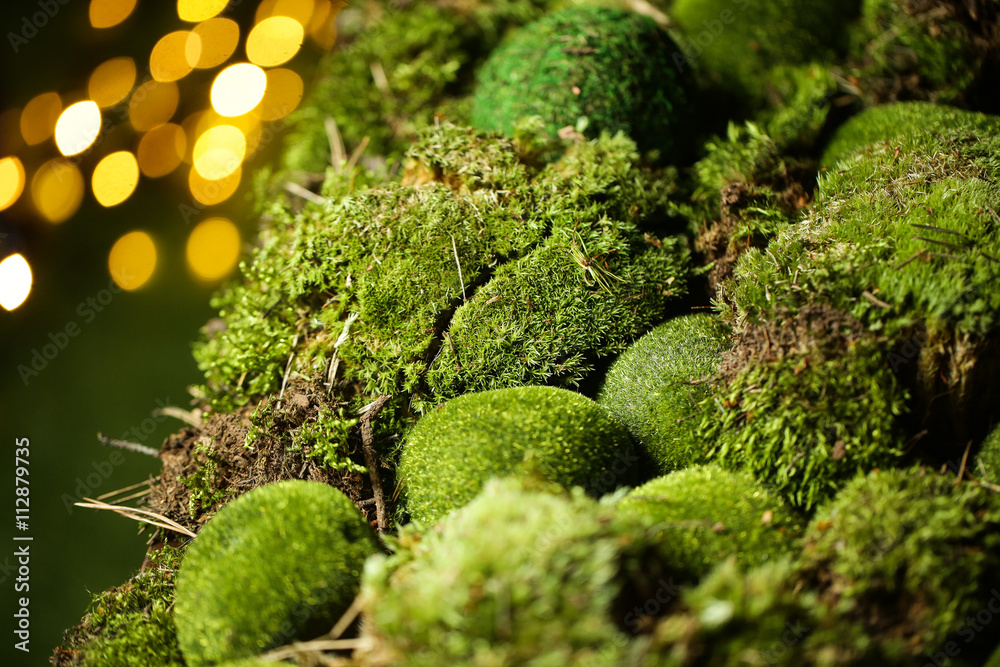 Green moss on defocused bokeh background Green moss on defocused bokeh background