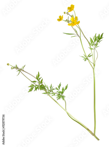 Creeping buttercup  Ranunculus repens isolated on white background
