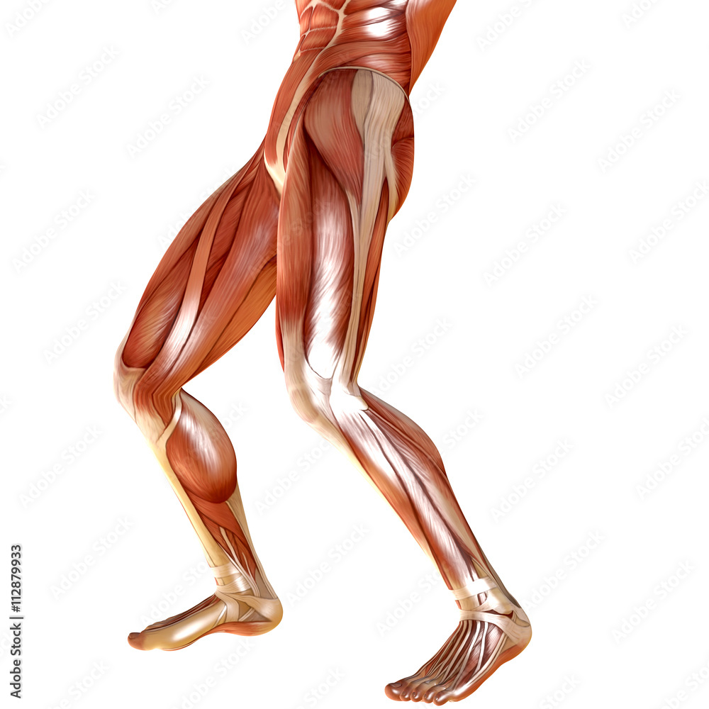 3d render of male legs muscle anatomy Stock Illustration | Adobe Stock