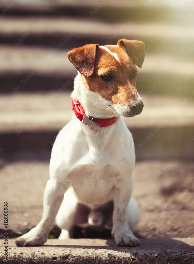 Jack Russell terrier sitting on the stairs alone
