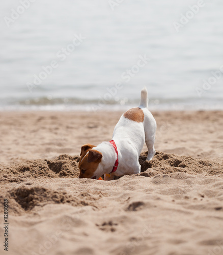 Photography Small Jack Russel puppy dog playing on the beach