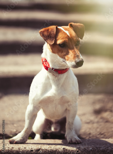Jack Russell terrier sitting on the stairs alone