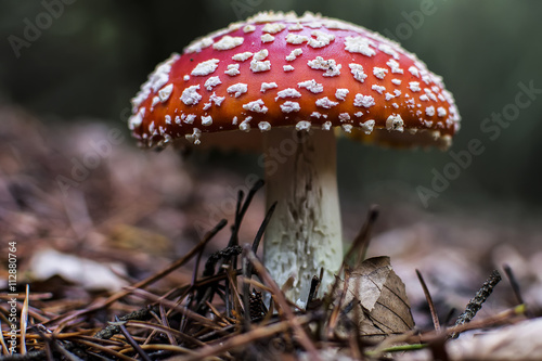 Red amanita mushroom in forest