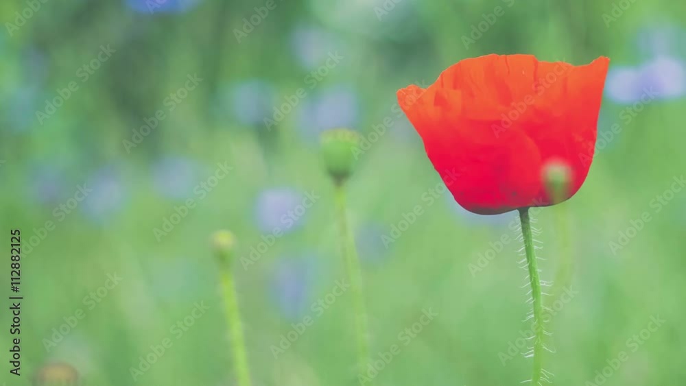 Single red wild Tulip and some buds moving in wind, blurry green background with some violet flowers , 4K 3840 x 2160 ultra high definition footage Single red wild Tulip and some buds moving in wind, blurry green background with some violet flowers , 4K 3840 x 2160 ultra high definition footage