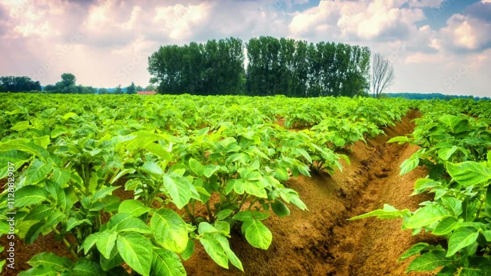 Agricultural field with green potato sprouts. Full HD, 1080p Agricultural field with green potato sprouts. Full HD, 1080p