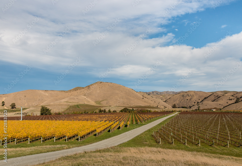 New Zealand vineyards in autumn after harvest