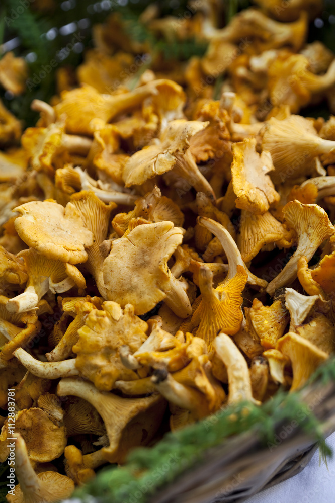 Close up of girolle mushrooms Close up of girolle mushrooms