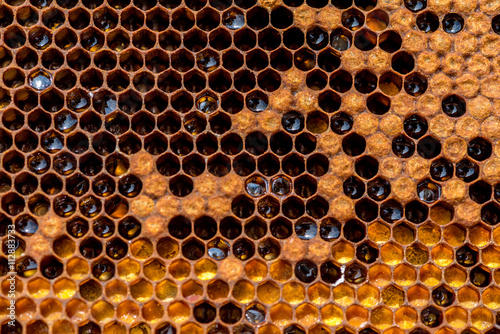 Honeycomb in the beehive