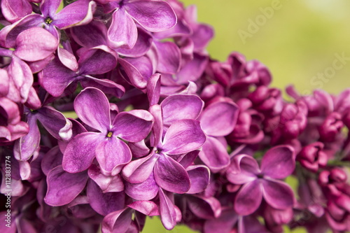Blossoming Syringa vulgaris © yauhenka