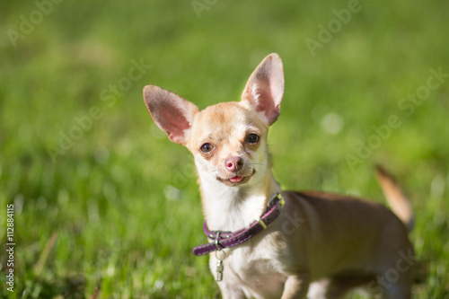 Chihuahua dog close up looking © HD92