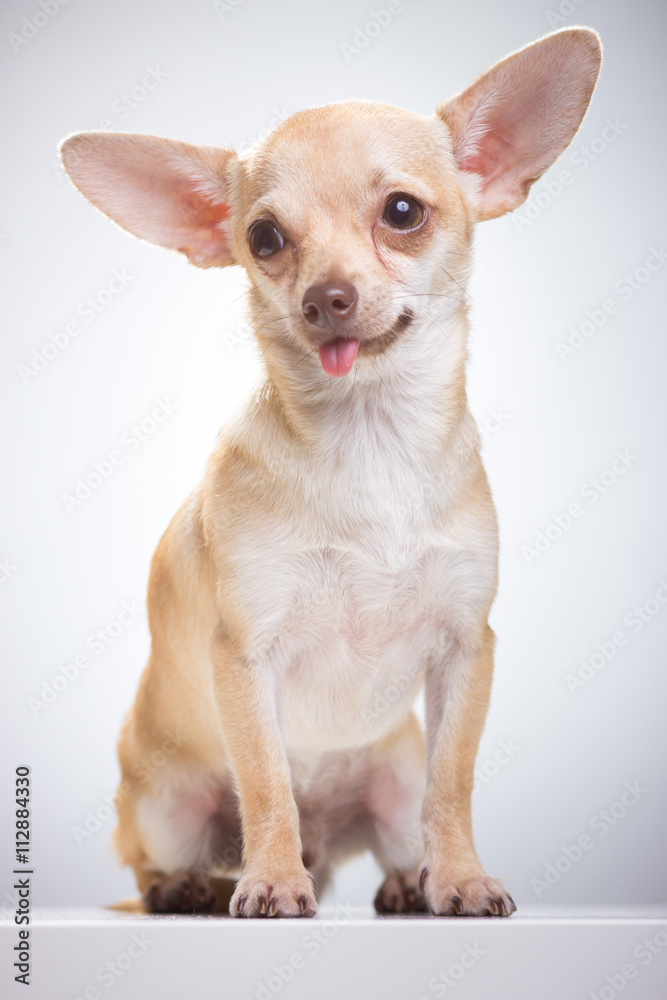 Silly funny Chihuahua dog portrait