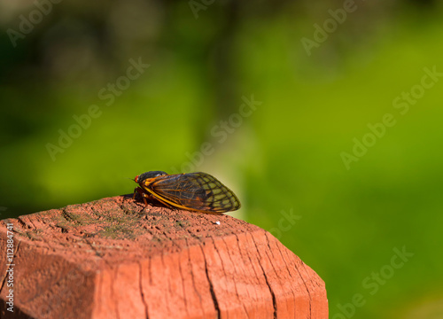 Adult cicada resting on a fence post photo