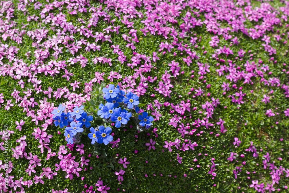 Alpine flower Eritrichium nanum (arctic alpine forget-me-not) and Silene acaulis as background, Aosta valley Alpine flower Eritrichium nanum (arctic alpine forget-me-not) and Silene acaulis as background, Aosta valley