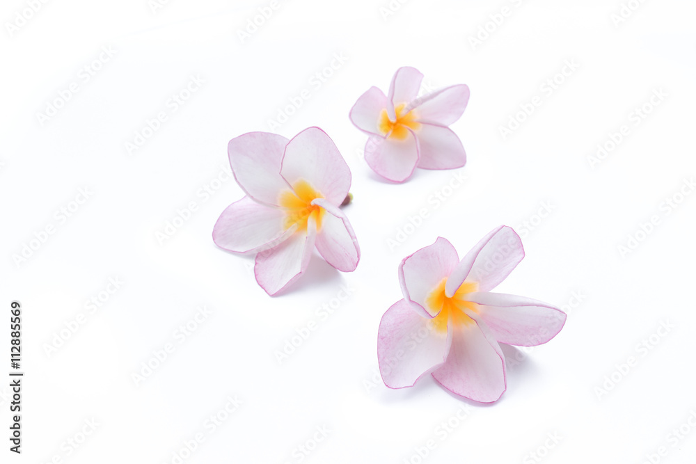 Pink plumeria flower on white background Pink plumeria flower on white background