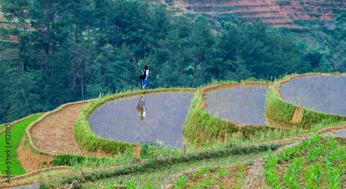 Rice fields on terraced of Mu Cang Chai , Vietnam