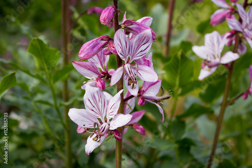 Diptam (Dictamnus Albus) photo