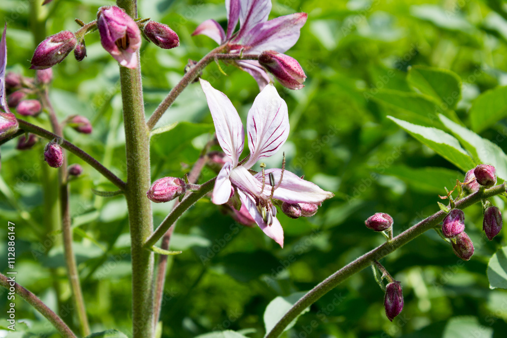 Obraz premium Diptam (Dictamnus Albus)