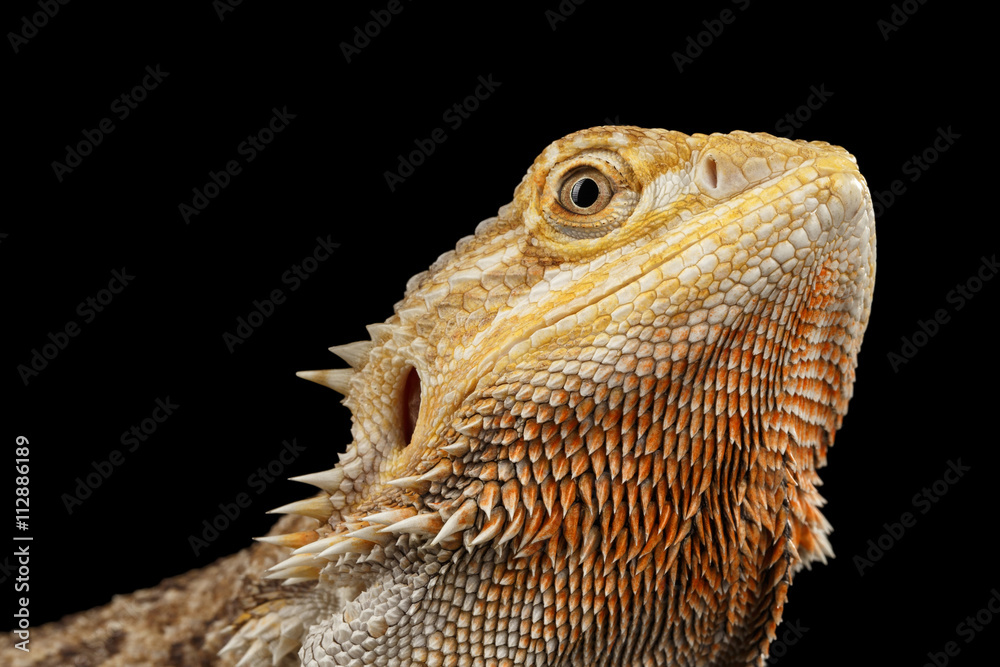 Naklejka premium Closeup head of Beutiful Bearded Dragon Llizard, agama, Isolated on Black Background, Side view