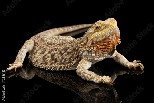 Bearded Dragon Llizard Lying on Mirror Isolated on Black Background photo