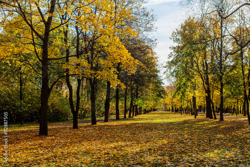 landscape with fallen leaves