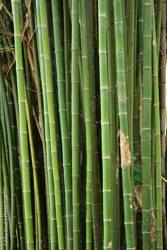 Fototapeta Naklejka Na Ścianę i Meble -  Bamboo tree