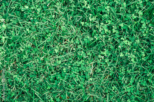 Green grass for texture/background.