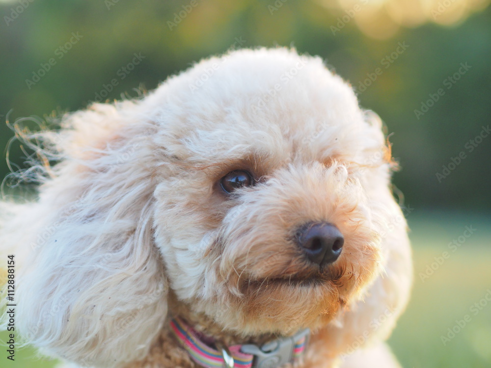 A portrait of a cavoodle A portrait of a cavoodle