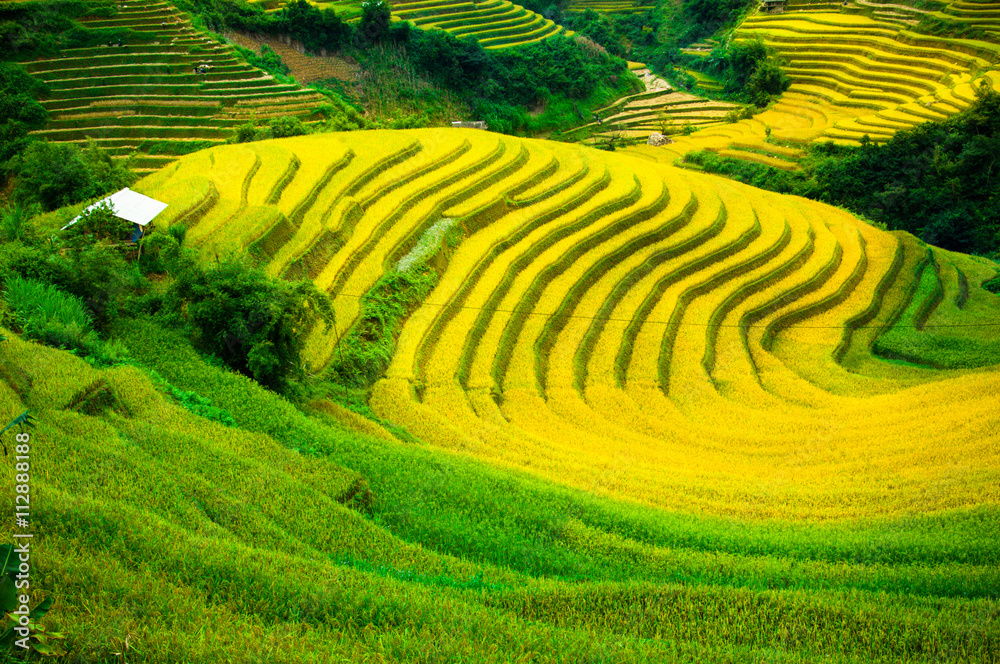 Rice fields on terraced of Mu Cang Chai, YenBai, Vietnam. Rice fields prepare the harvest at Northwest Vietnam
