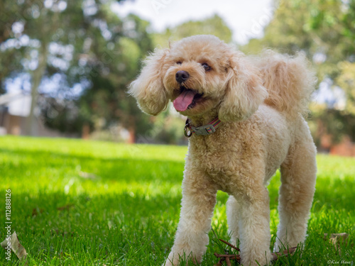 A cavoodle having fun in a park photo