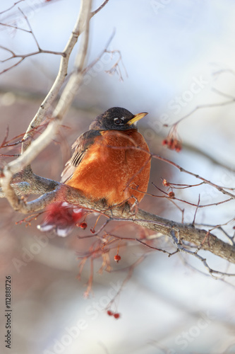 Robin Warming in the Winter Sun