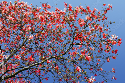 Red Spring Blossoms Against Blue Sky Background