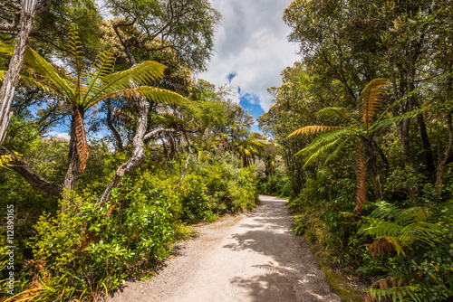 Fototapeta Naklejka Na Ścianę i Meble -  Forest in New Zealand near Rotorua