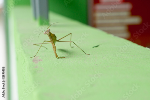 Tropical Praying Mantis Posed on a rock with green
