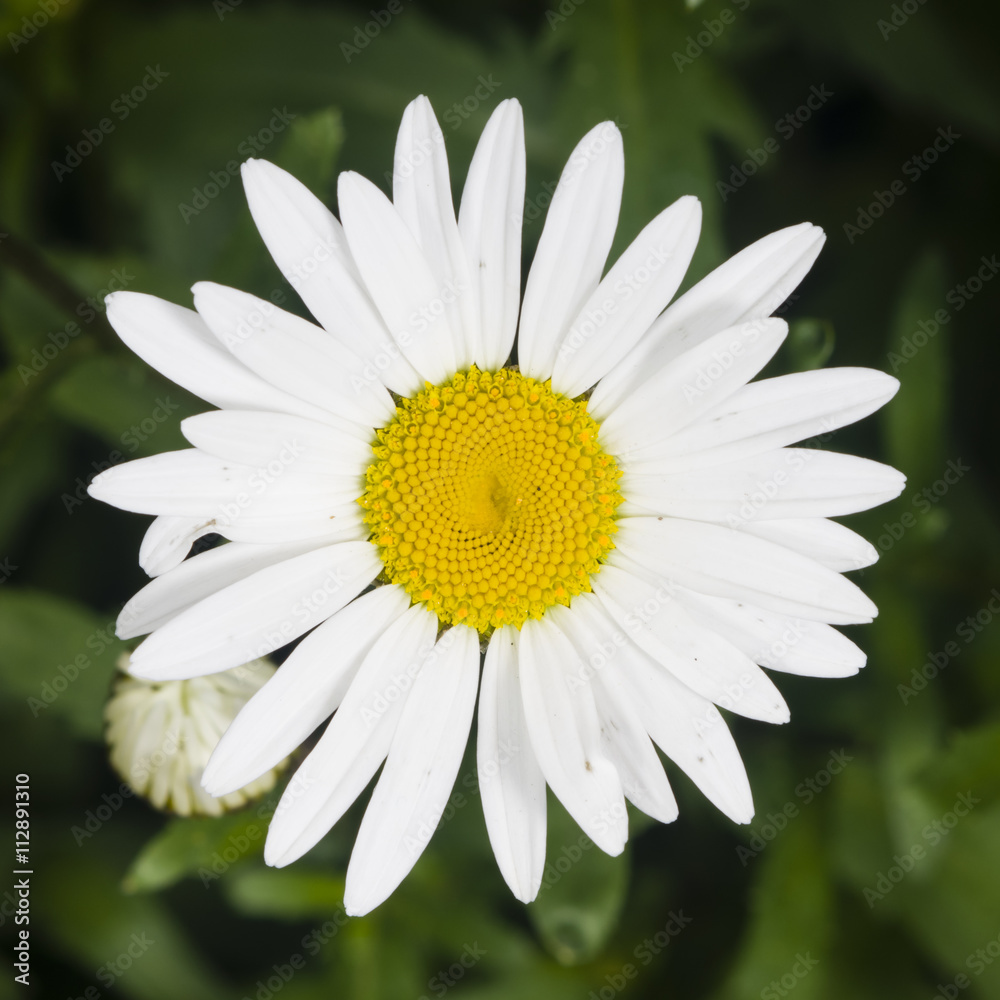 Fototapeta premium Oxeye daisy, Leucanthemum vulgare, flower macro with bokeh background, selective focus, shallow DOF