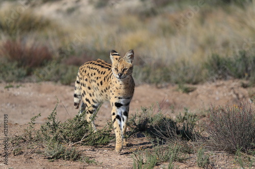 Portrait of a Serval cat.  Servals are excellent jumpers and can reach a height of 3 metres to reach out for its favourite food of birds, on a small tree.

