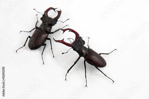 two male beetles deer on white background © photosaint
