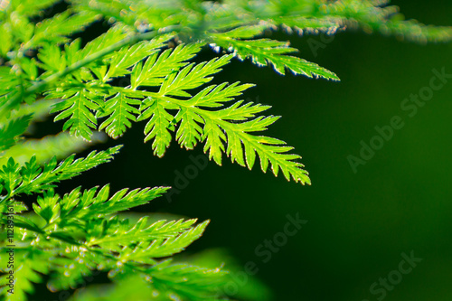 Fern Leaves Closeup with Blurry Green Background