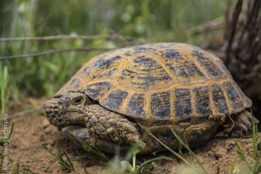 wild turtle in steppe in Kazakhstan, Malaysary wild turtle in steppe in Kazakhstan, Malaysary